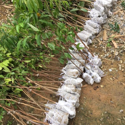 灵山县无核荔枝苗