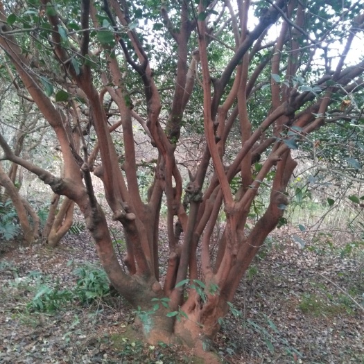 益阳湘林系列 