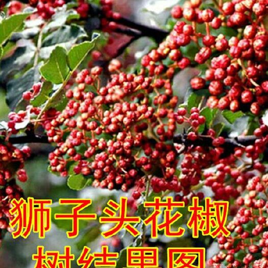 绛县大红袍花椒苗 