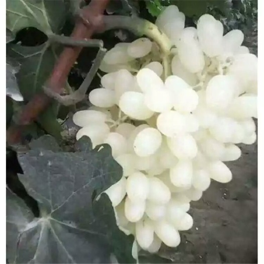 平邑县白马奶葡萄苗 