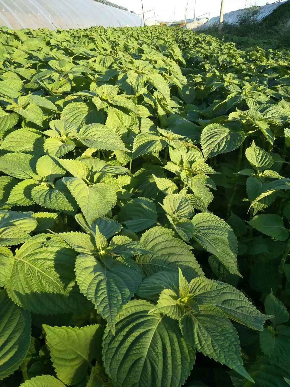 苏子  优质灰苏籽，2025新产，大量供应