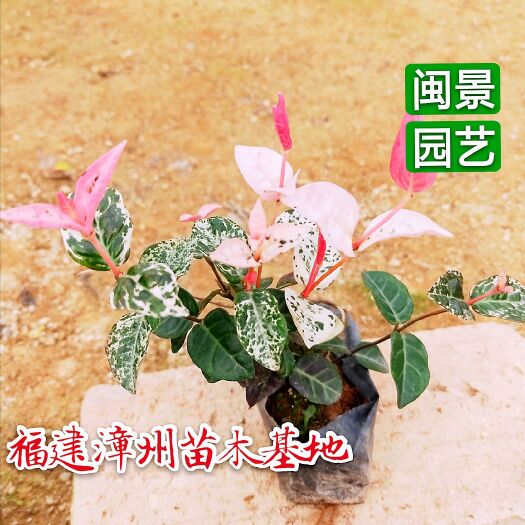 漳浦县花叶络石