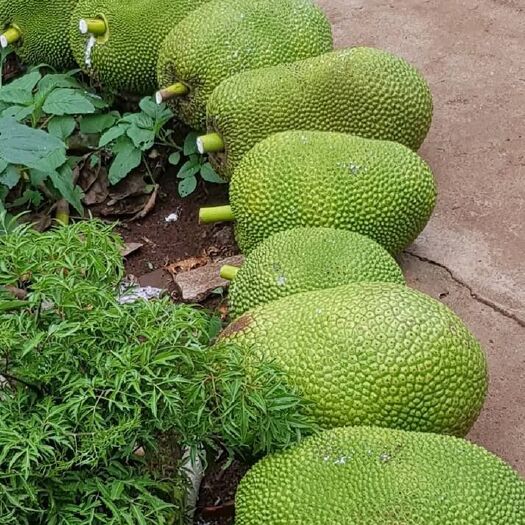 凭祥市越南菠萝蜜 10-15斤 
