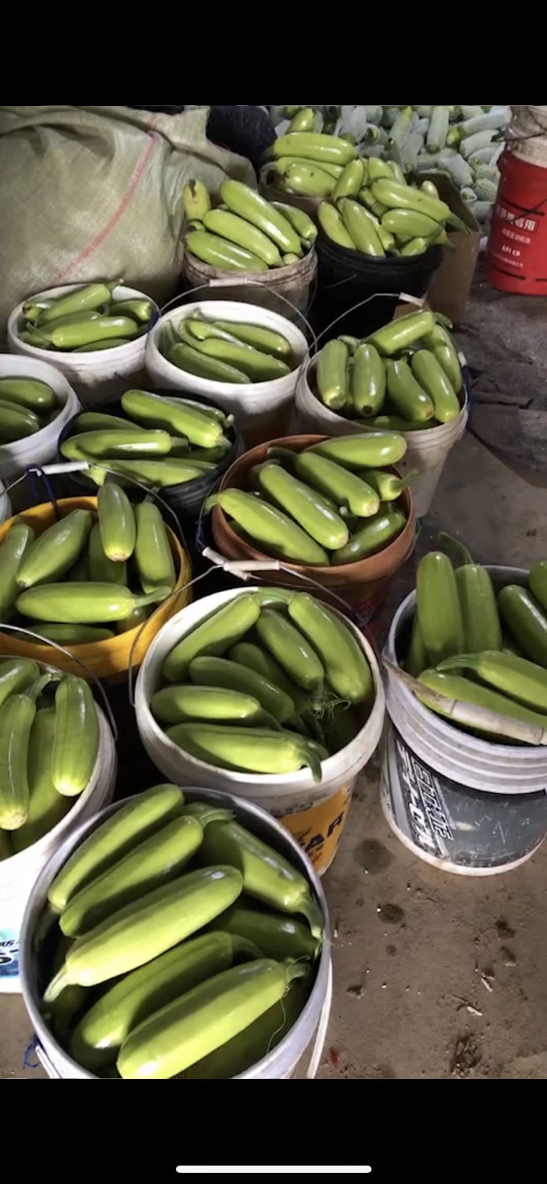 绿皮西葫芦 0.4斤~1斤电商货