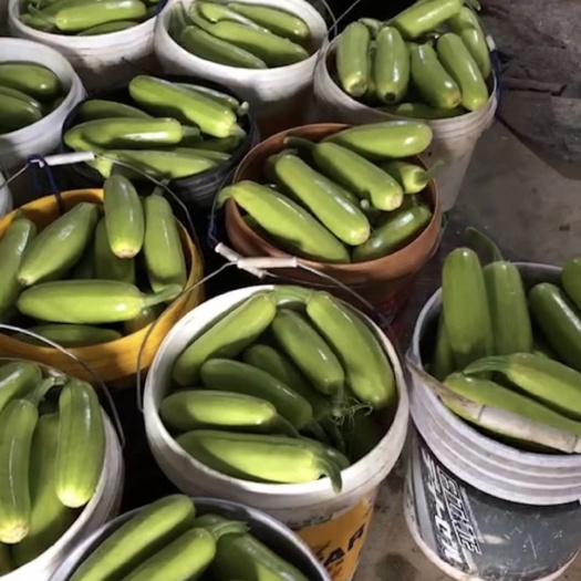 沂水县绿皮西葫芦 0.4斤~1斤电商货
