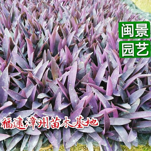 漳浦县鸭跖草 