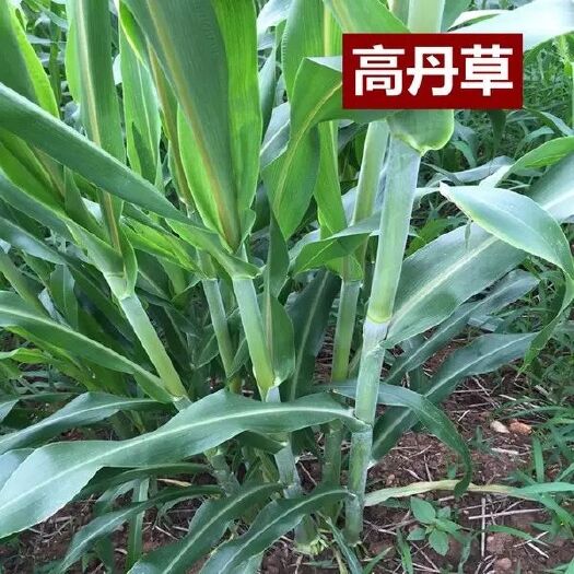 沭阳县高丹草种子 养殖猪牛羊鱼虾蟹畜禽水产杂交苏丹草牧草籽