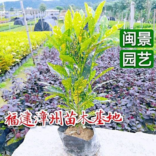 漳浦县洒金珊瑚海南洒金变叶木高30到35厘米福建漳州苗木