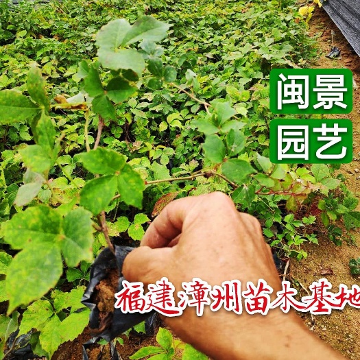 漳浦县爬山虎  爬墙虎爬墙虎高20到1米福建漳州苗木基地