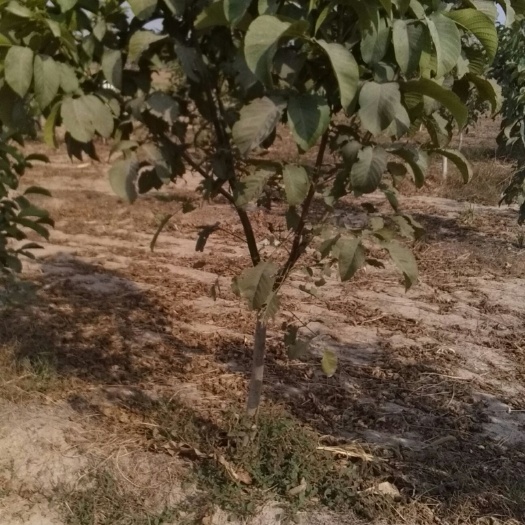 菏泽薄皮核桃苗 