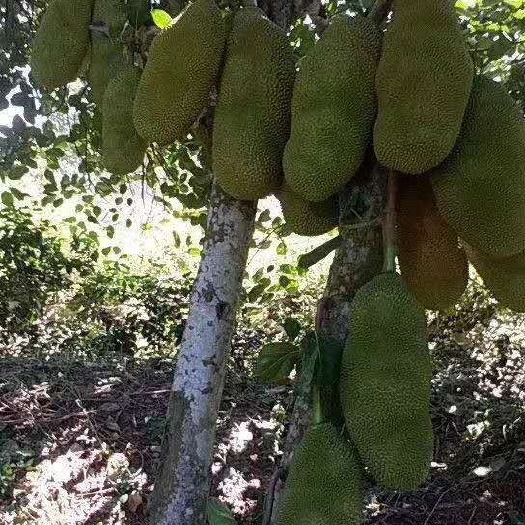 灵山县马来西亚一号菠萝蜜苗 