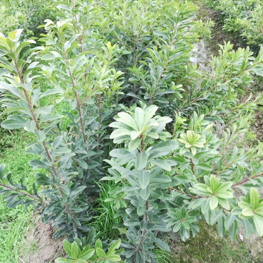 慈溪市荸荠杨梅种苗 