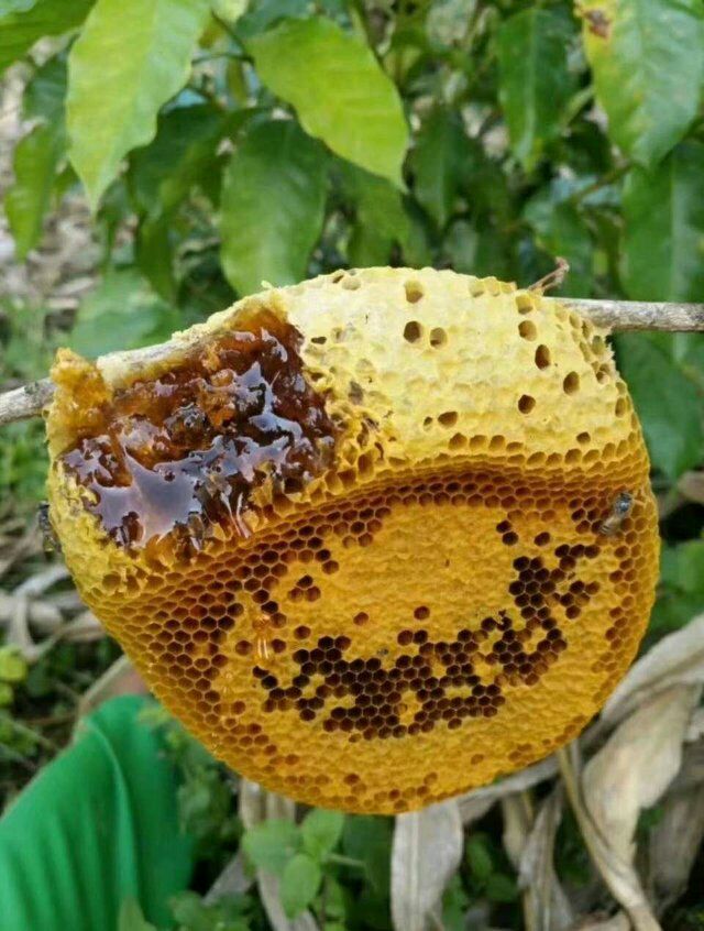 野生小挂蜂蜜