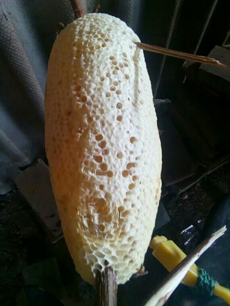 野生小挂蜂蜜