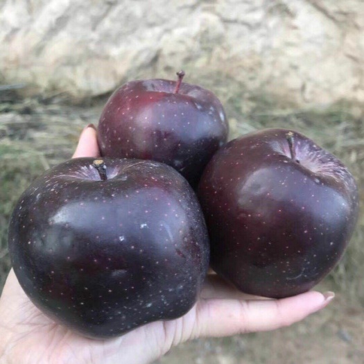 泰安黑苹果树苗 0.5米以下 