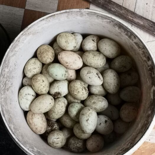土鸭蛋 食用 箱装