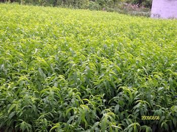 沂水县毛桃苗 1.5~2.0米 
