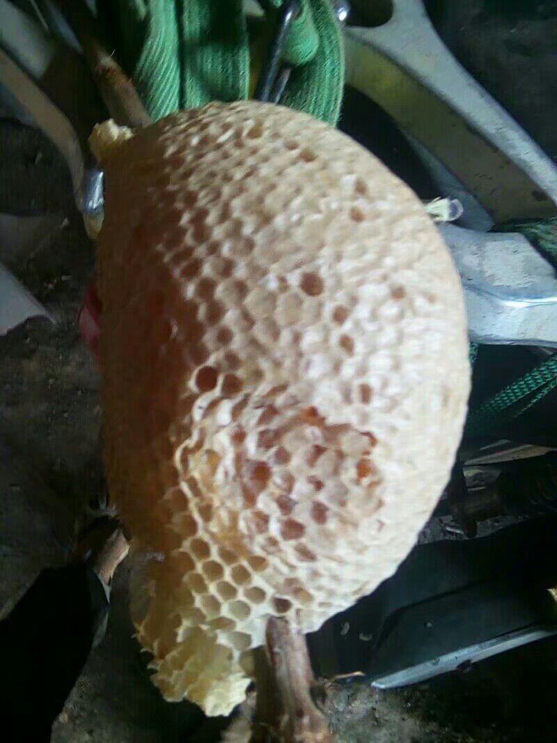 野生小挂蜂蜜