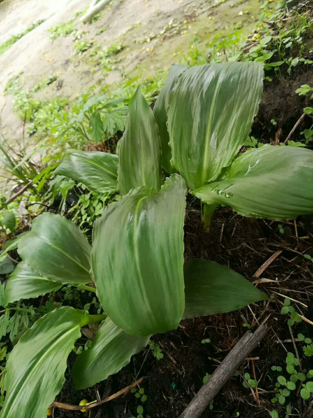 茖葱 山葱，寒葱