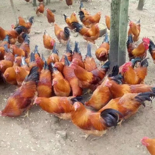 南宁土鸡苗 