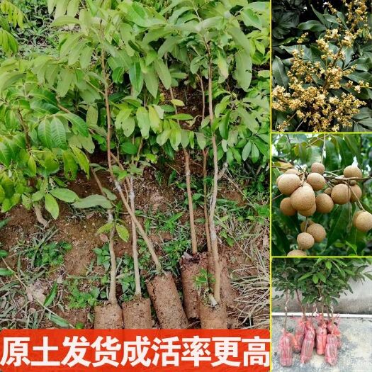 容县石峡龙眼苗   广西桂圆树苗龙眼树苗石硖 储良龙眼苗嫁接苗品