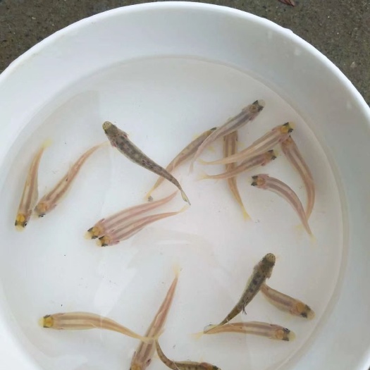 佛山虹鳟鱼鱼苗 