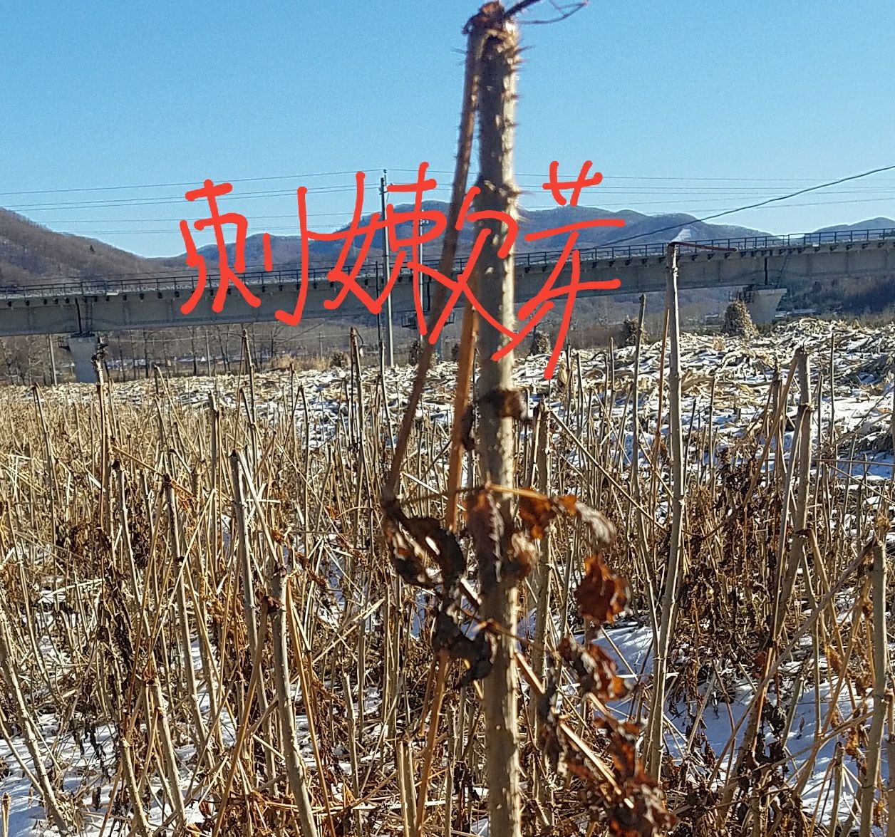 刺嫩芽种子  刺老芽种子，刺老芽种苗