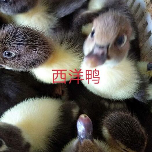 南宁西洋鸭苗 