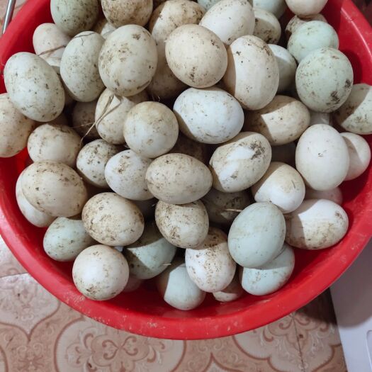 长沙土鸭蛋 食用 散装 