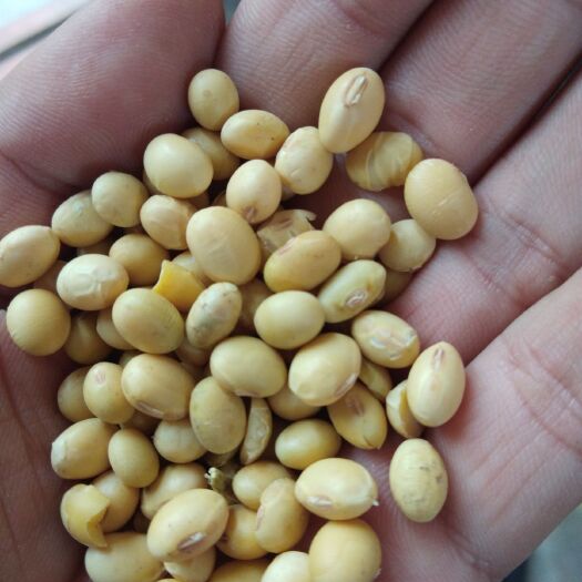菏泽黄大豆 生大豆 2等品 