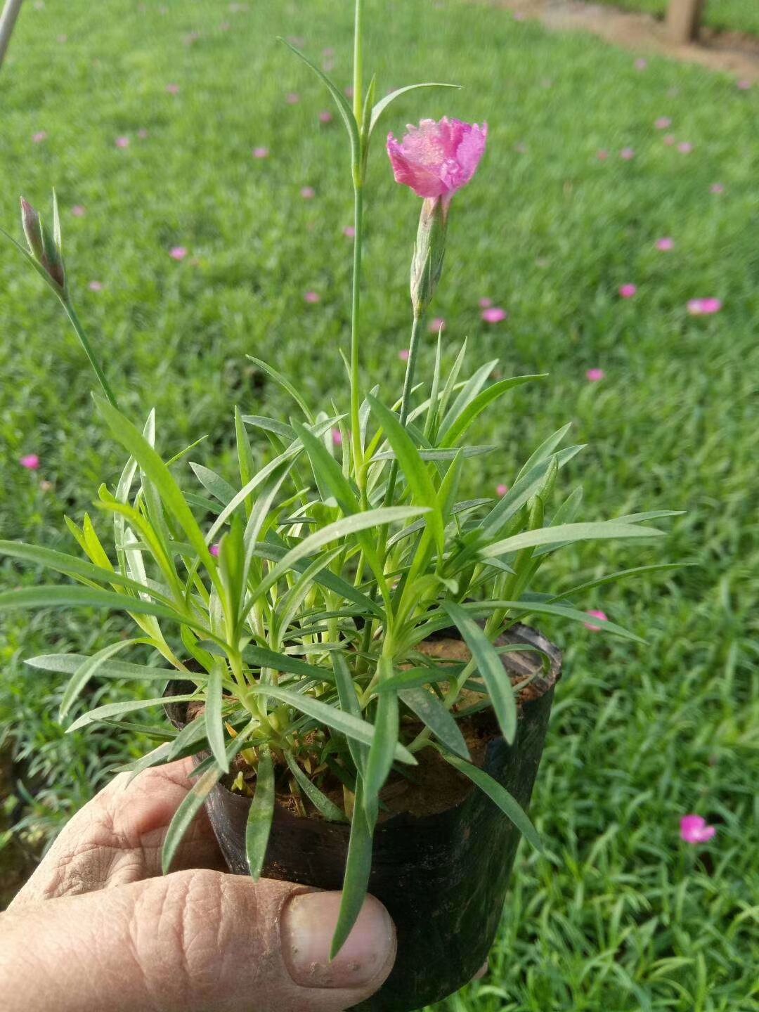  歐石竹穴盤苗營養(yǎng)杯苗雙色盆苗