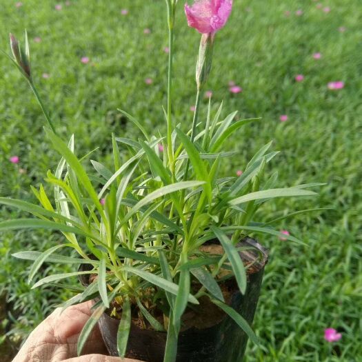 青州市 欧石竹穴盘苗营养杯苗双色盆苗