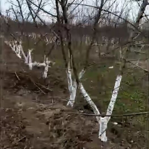 建水县山地 出租 30~50年 500~1000亩
