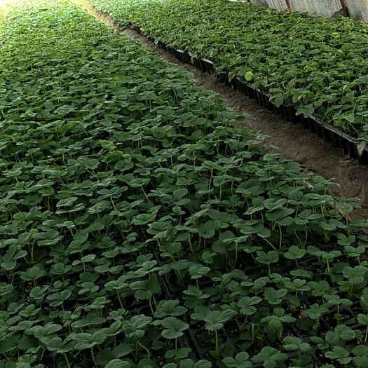 长丰县红颜草莓苗 10~20公分 穴盘苗 