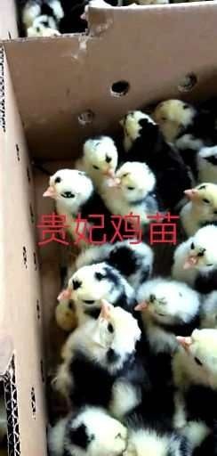 南宁贵妃鸡鸡苗  贵妃鸡苗