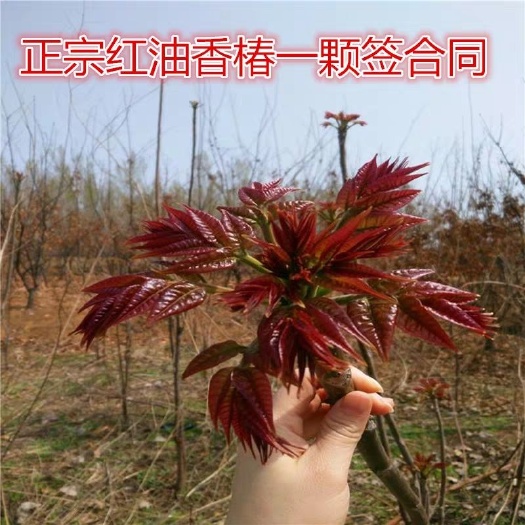沭阳县泰山香椿苗 2公分以下 