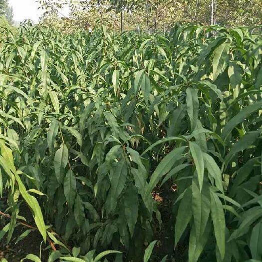 沂水县黄桃树苗 1~1.5米 