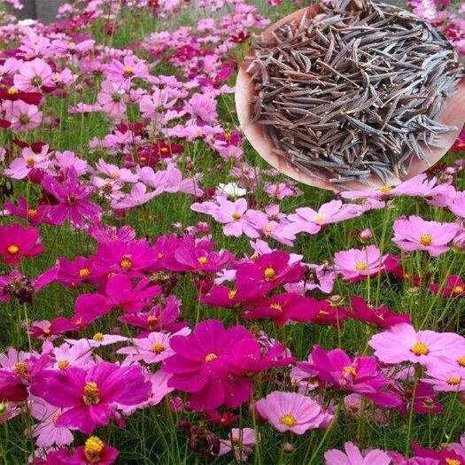 沭阳县波斯菊种子 