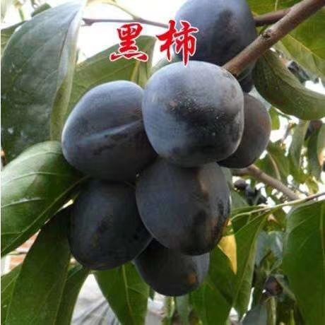 郎溪县黑柿苗 