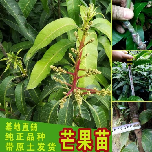 容县金煌芒果苗  金煌芒贵妃芒正品