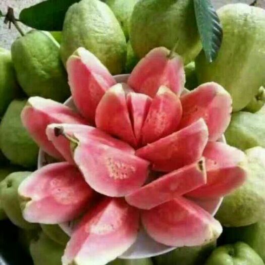 灵山县红心芭乐番石榴苗 