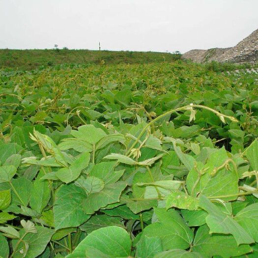 汉中人工种植葛根 4.5斤以上 