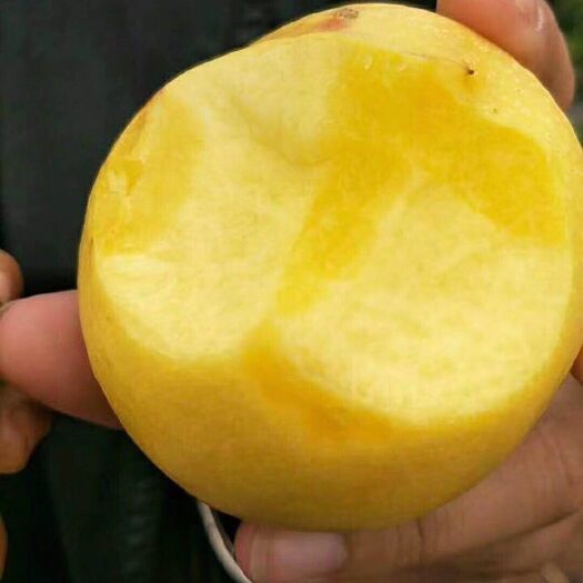 营口中桃8号嫁接苗 八月中下旬成熟  口感甜脆  适合陆地  大棚栽植