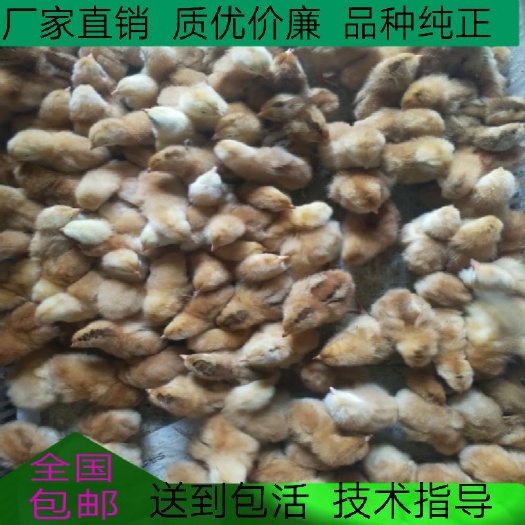 新沂市土鸡苗 