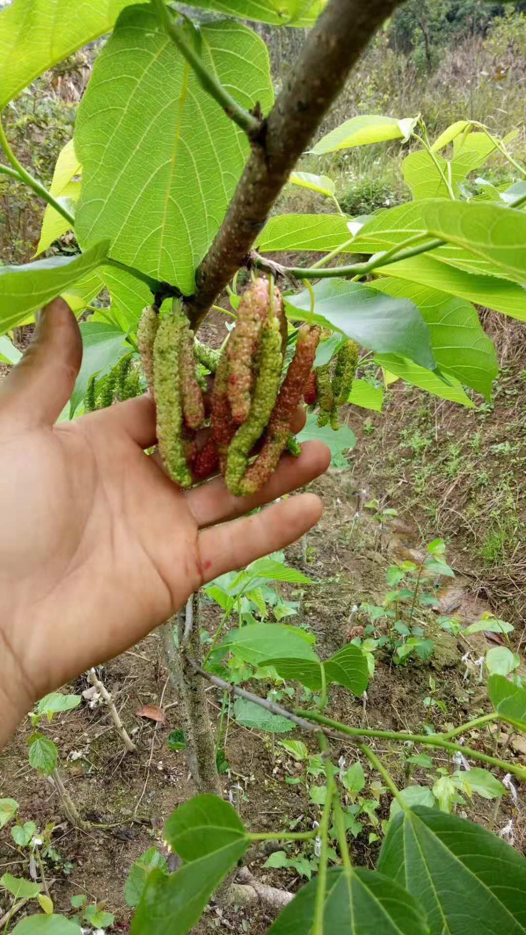 长果桑 