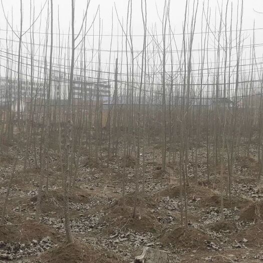 青岛107速生杨 保证质量