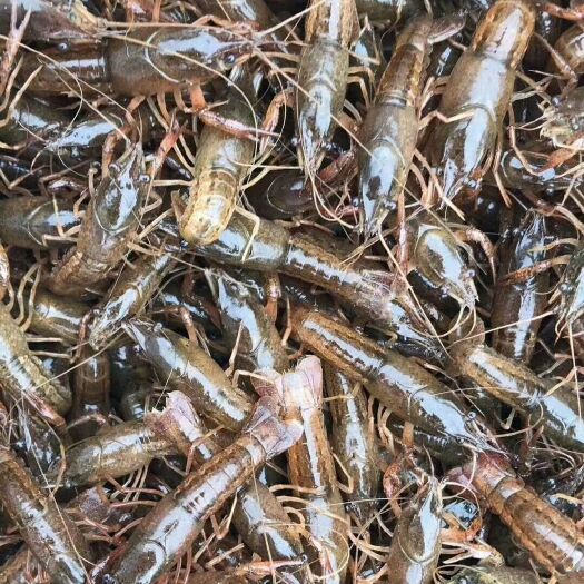 潜江市小龙虾  虾苗80-100尾