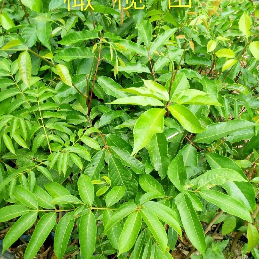灵山县黄橄榄苗 