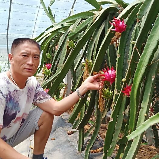 泰安红心火龙果苗 