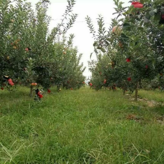 泰安红色之爱苹果苗 1~1.5米